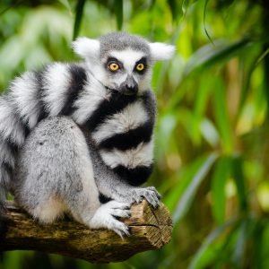 Ring-tailed lemur sitting on a branch in the forest — one of the most famous lemurs in Madagascar