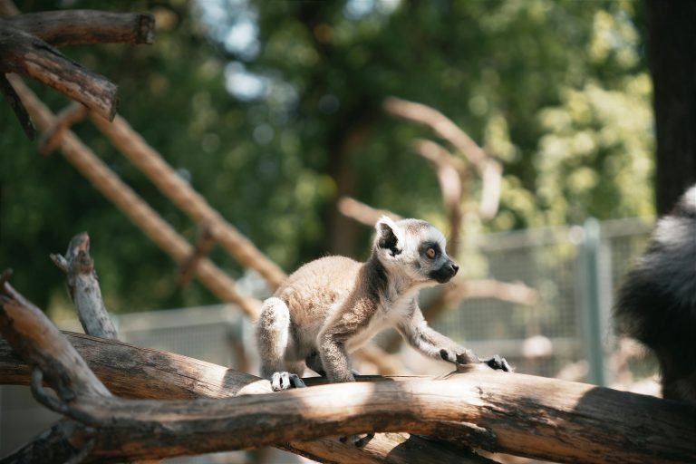 Young ring-tailed lemur walking along a branch — one of the most recognizable lemurs in Madagascar