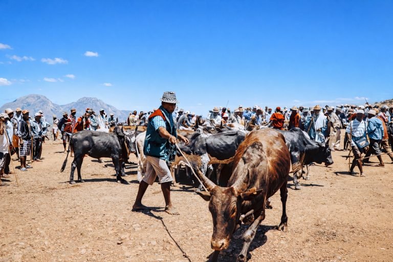 Zebu cattle market in rural Madagascar under bright sunny blue skies Caption Description