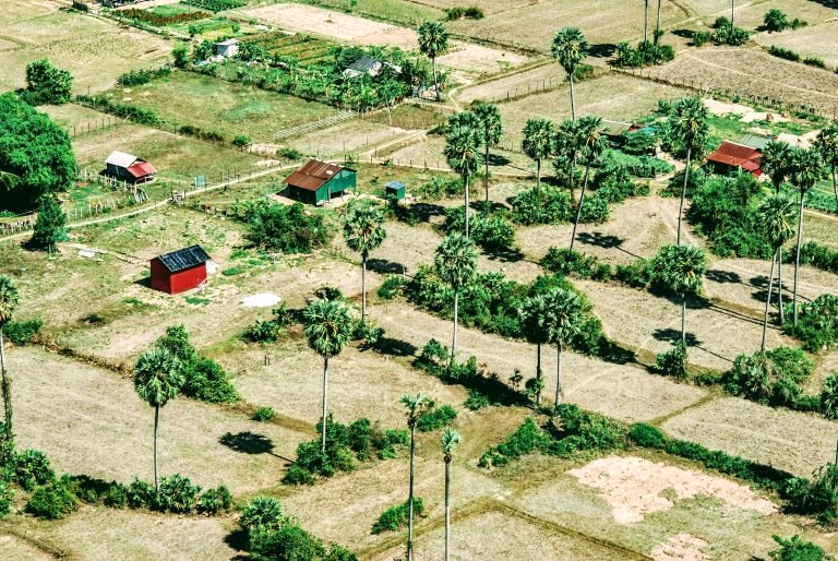 Aerial view of Siem Reap countryside with rice fields and palm trees during the best time to visit Cambodia Caption Description