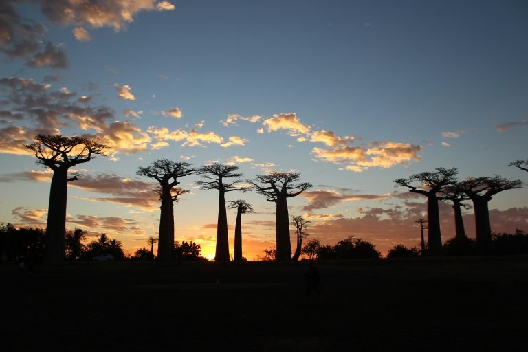 Avenue of the Baobabs Madagascar at sunset with baobab tree silhouettes against colorful sky