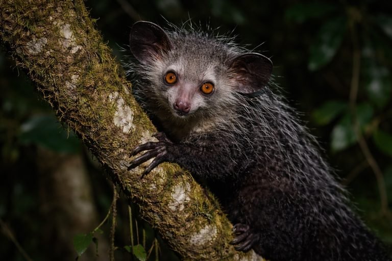 Madagascar wildlife aye-aye on a tree branch at night in rainforest habitat