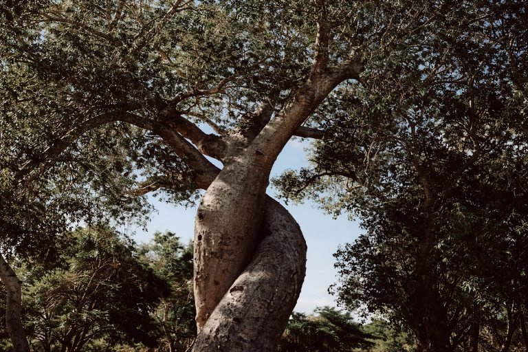 Baobab Amoureux Madagascar two intertwined baobab trees wrapped together near Morondava Caption: Description: