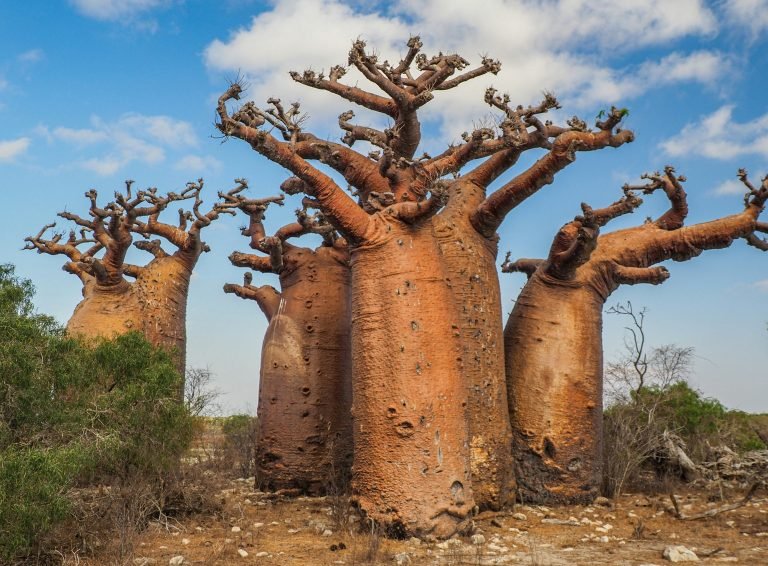 Cluster of baobab trees in Madagascar with thick trunks and wide branches under blue sky