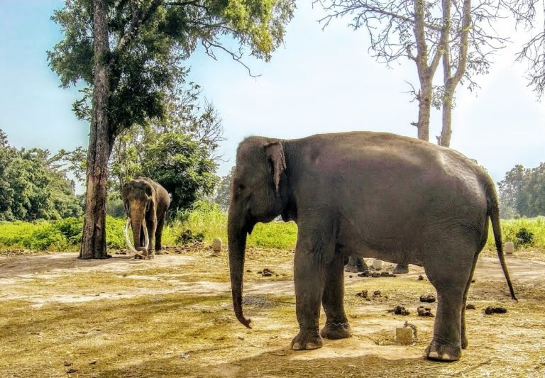rescued elephants standing in a natural forest clearing in Mondulkiri Cambodia 📝 Caption 📖 Description