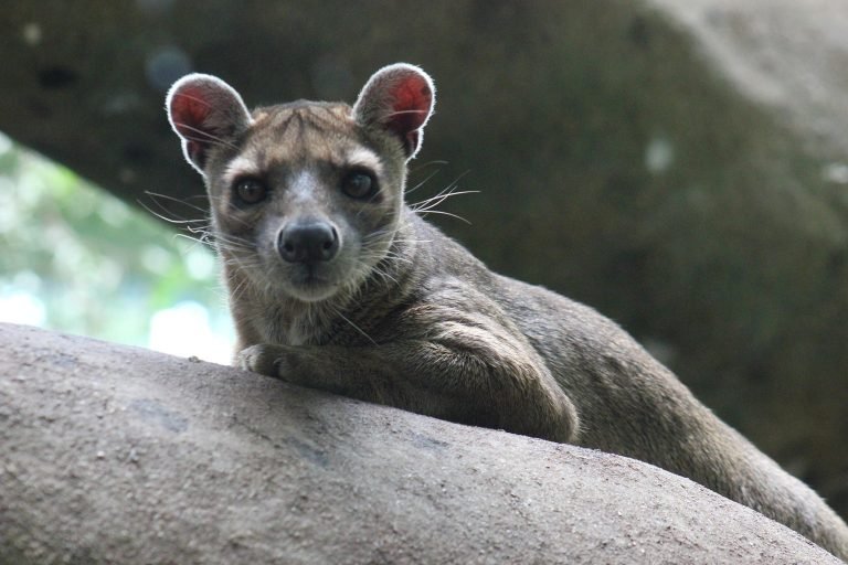 Madagascar wildlife fossa resting on a rock in natural forest habitat