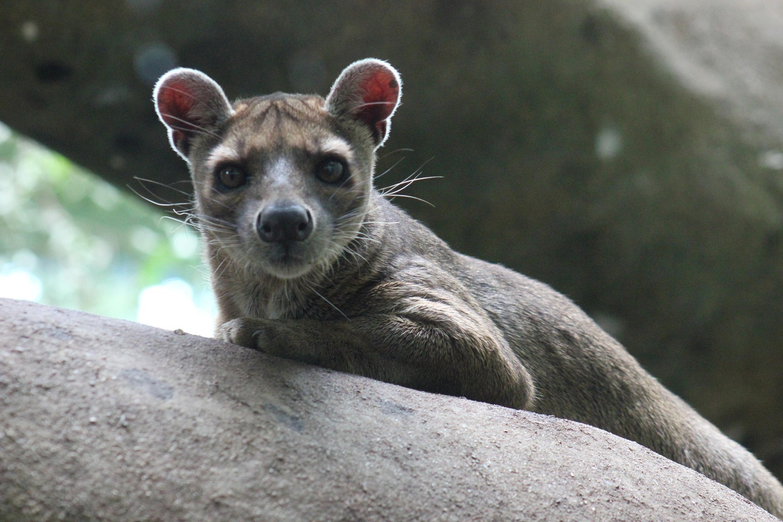 Fossa Range Madagascar Wildlife: Animals, Endemic Species & Where to See Them