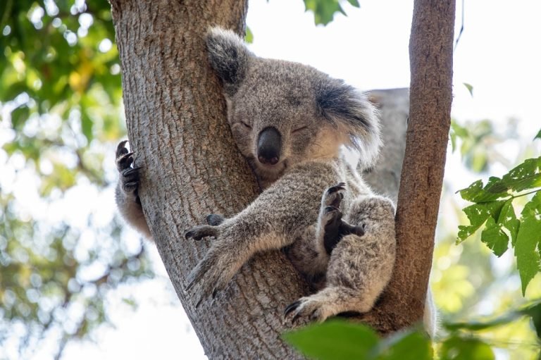 Koala sleeping in tree eucalyptus wildlife Australia