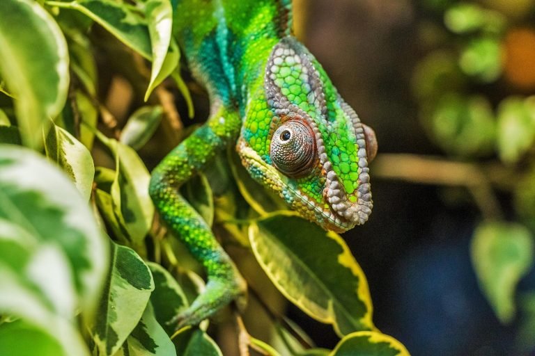 Madagascar wildlife chameleon on green leaves in tropical forest habitat