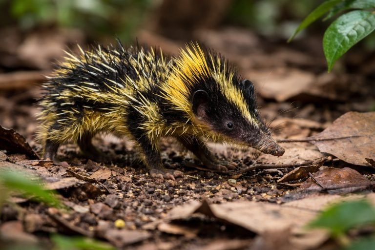Madagascar wildlife lowland streaked tenrec walking on forest floor among dry leaves