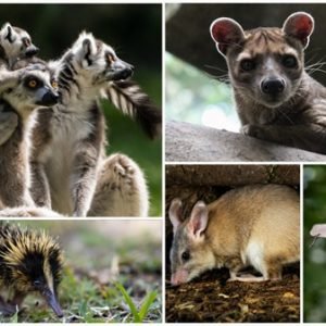 Madagascar wildlife collage featuring lemurs, fossa, tenrec, giant jumping rat, and flying fox in natural habitats