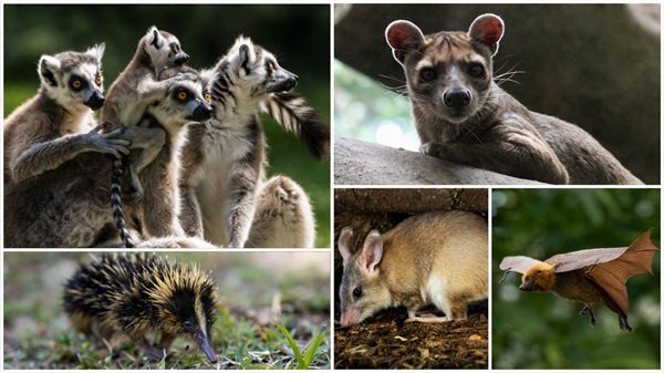 Madagascar wildlife collage featuring lemurs, fossa, tenrec, giant jumping rat, and flying fox in natural habitats