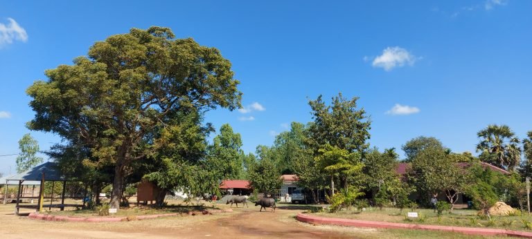 cambodia travel tips rural village scene with water buffalo and countryside landscape Caption Description