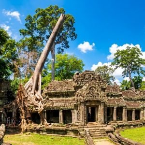 Cambodia visa travel guide image of Ta Prohm temple ruins with jungle trees in Angkor Cambodia