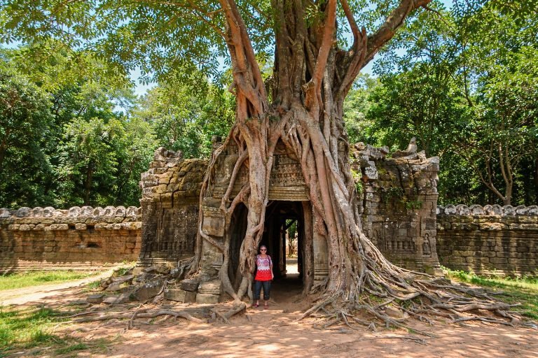 Ta Prohm temple with giant tree roots in Angkor during the best time to visit Cambodia