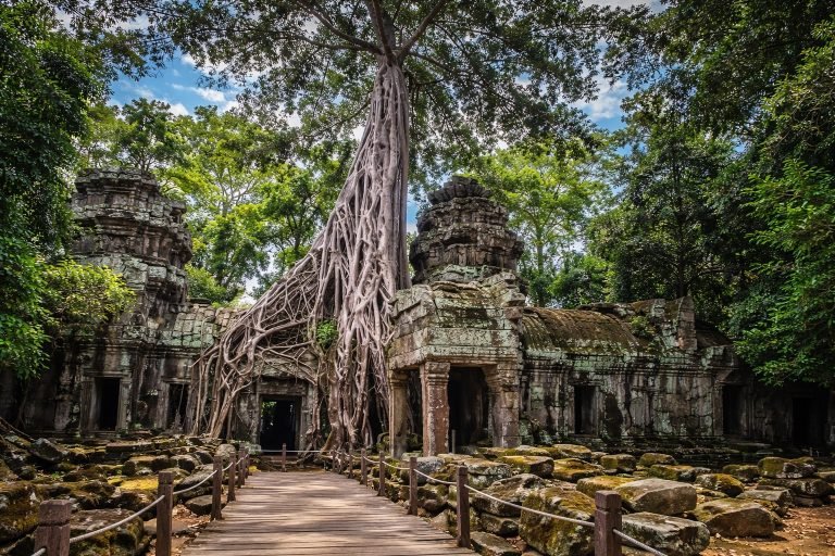 Angkor Wat Guide showing close-up of massive tree roots covering Ta Prohm temple walls in Angkor Archaeological Park Cambodia