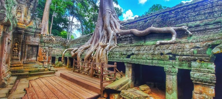 Angkor Wat Guide showing massive tree roots growing over Ta Prohm temple ruins in Angkor Archaeological Park Cambodia