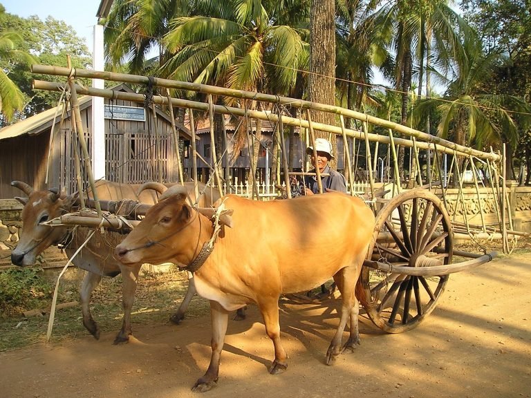 traditional ox cart pulled by cattle in a rural cambodian village setting