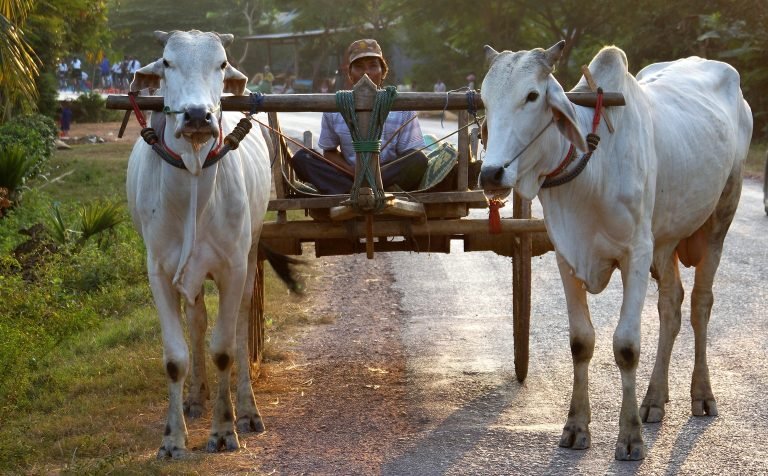 Local farmer riding a traditional ox cart along a rural road in Battambang Cambodia