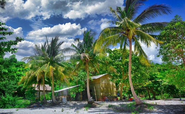 Traditional wooden house surrounded by coconut palm trees and tropical vegetation on Koh Rong Island, Cambodia.