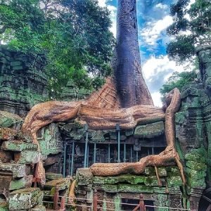 where to stay in cambodia angkor temple jungle roots siem reap ta prohm ruins