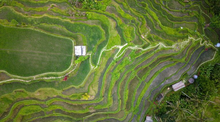 Where to stay in Bali near famous rice terraces, tropical farmland, and scenic countryside landscapes