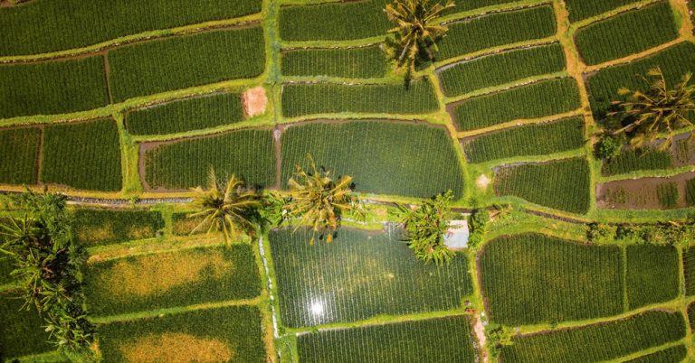 Best time to visit Bali for lush rice fields, tropical scenery, and countryside landscapes