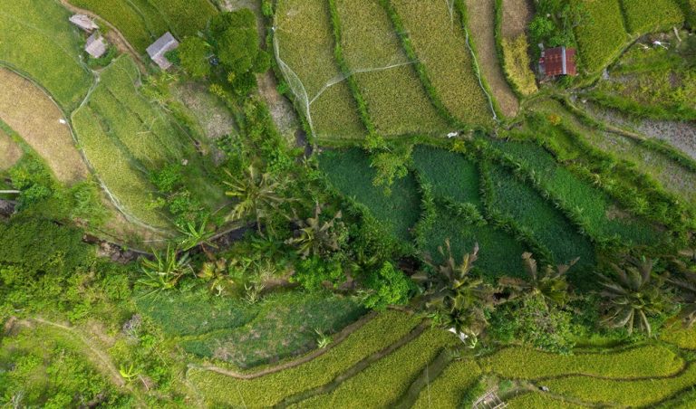 Aerial view of lush green rice terraces and tropical landscape in Sidemen, Bali Caption: Description: