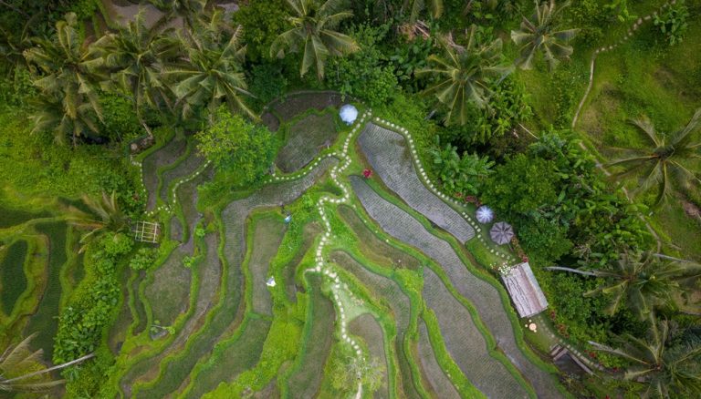 Aerial view of lush rice terraces and tropical palm trees in Ubud, Bali