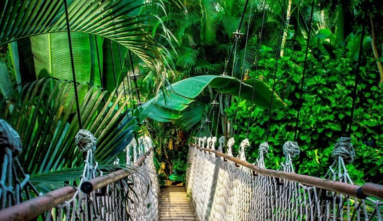 Amazon rainforest canopy bridge surrounded by dense jungle