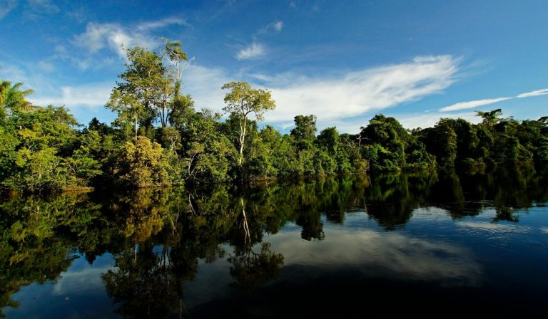 Calm Amazon river surrounded by rainforest in an Amazon Rainforest Brazil Guide near Manaus