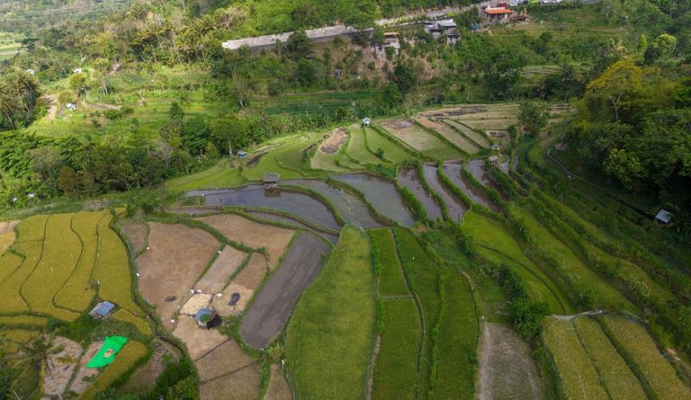 Best time to visit Bali to see lush rice terraces and vibrant green landscapes