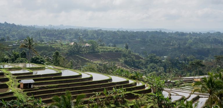 Terraced rice fields in rural Bali showcasing traditional agriculture and scenic landscapes, one of the highlights often featured in Bali travel tips for first-time visitors