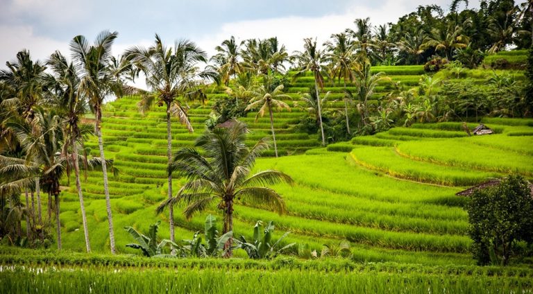 Lush green rice terraces in central Bali featured in a Bali itinerary through Ubud and the island’s countryside