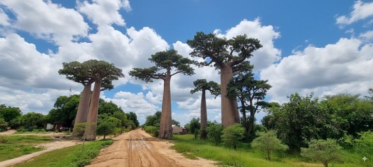 Baobabs géants le long d’une piste près de Morondava lors d’un itinéraire Madagascar