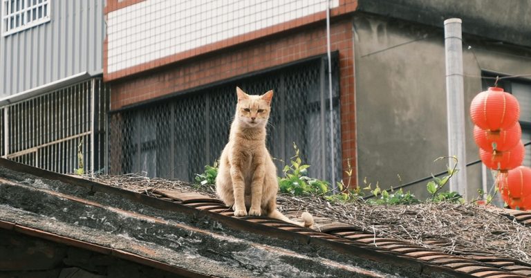 Best day trips from Taipei featuring a cat in Houtong Cat Village Caption: Description: