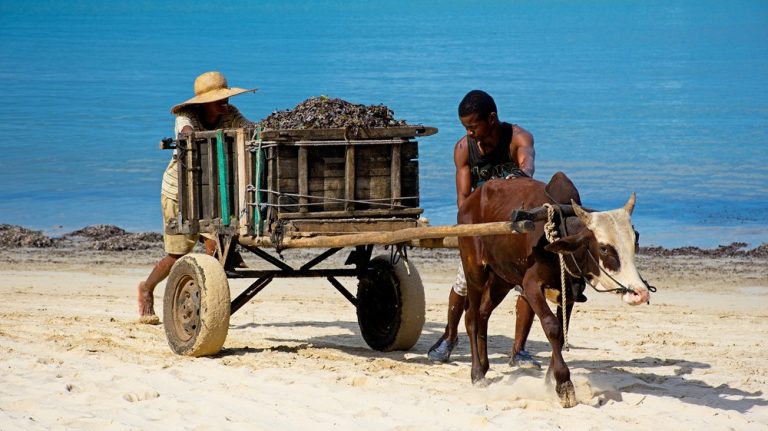Charrette tirée par un zébu transportant des algues sur une plage lors d’un itinéraire Madagascar