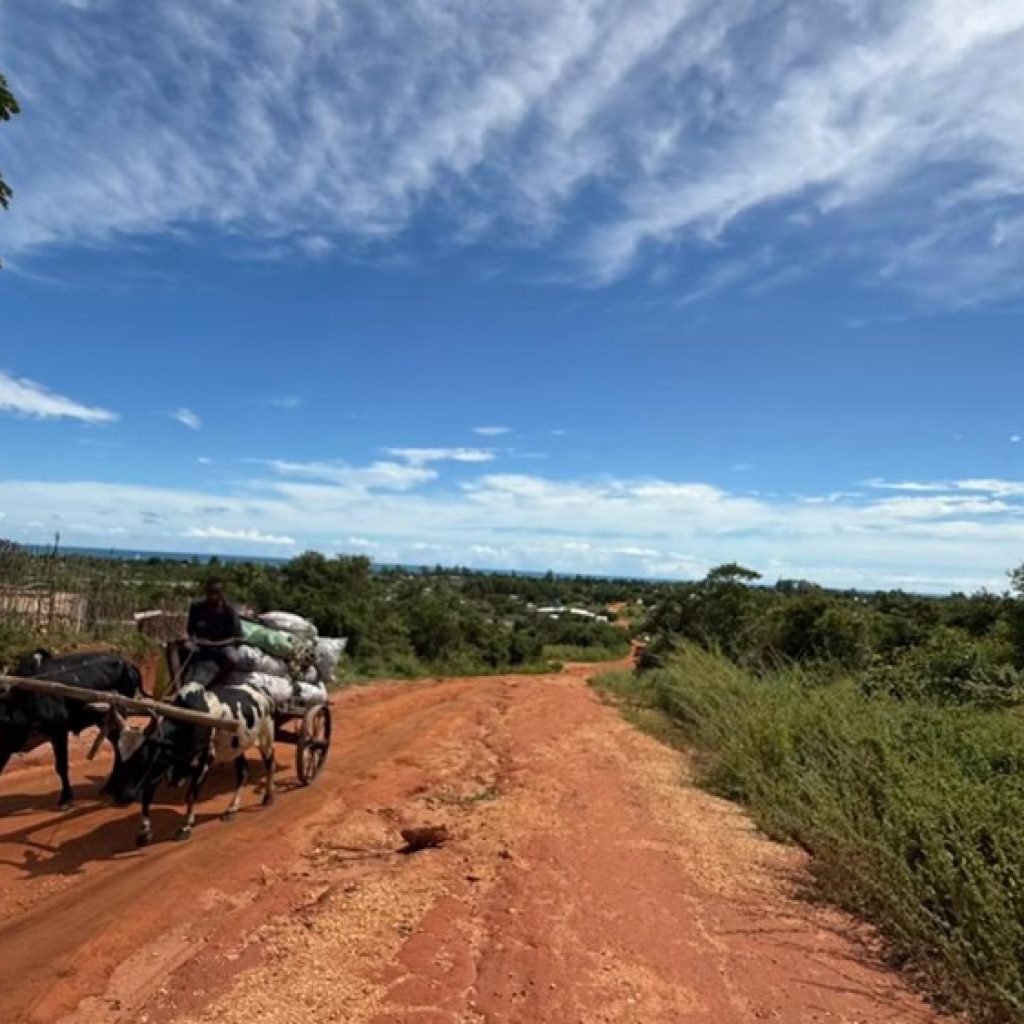 Madagascar est-il sûr ? Charrette à zébus circulant sur une route de campagne dans le sud de Madagascar