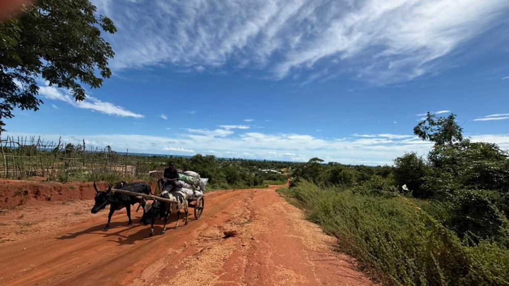 Madagascar est-il sûr ? Charrette à zébus circulant sur une route de campagne dans le sud de Madagascar
