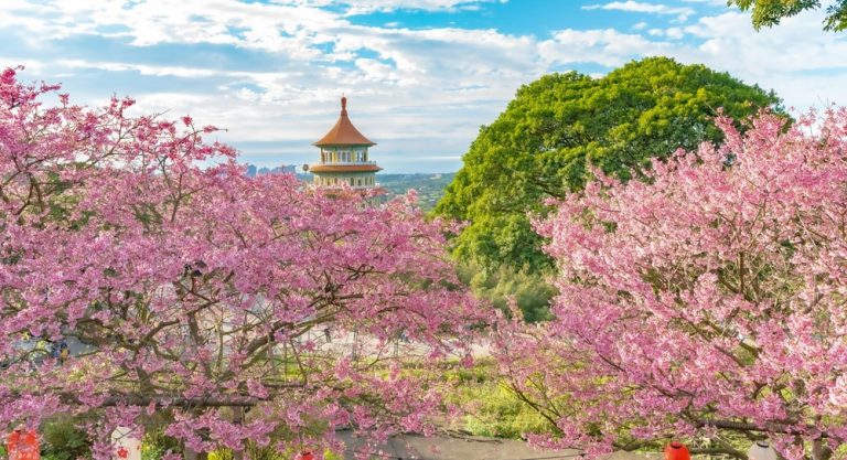 Cherry blossoms surrounding Tianyuan Temple in northern Taiwan