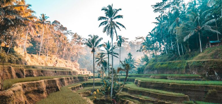 Traveler exploring Bali rice terraces in Ubud countryside – is Bali safe for tourists visiting rural Bali