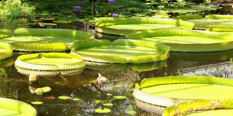 Large tropical water lilies floating in a peaceful garden pond surrounded by lush greenery in Bali Caption: Description: