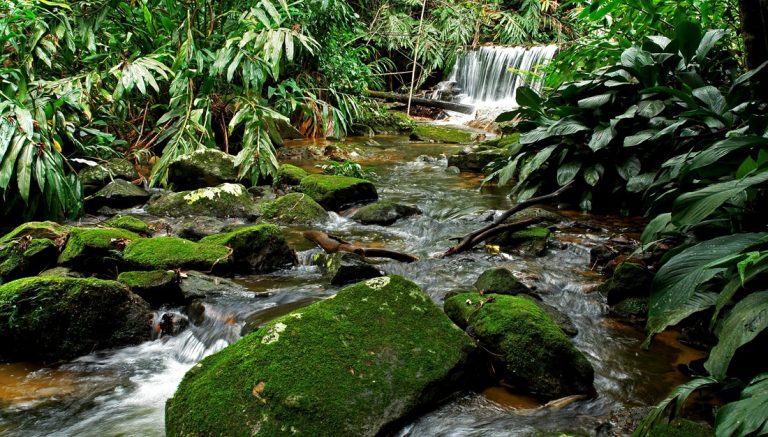 Rainforest waterfall surrounded by jungle in an Amazon Rainforest Brazil Guide near Manaus