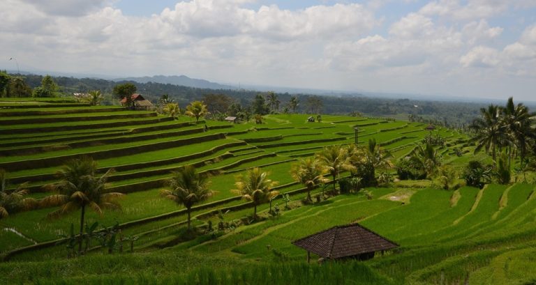 Jatiluwih Rice Terraces in central Bali showcasing lush green rice fields and traditional landscapes, highlighting how to get around Bali and explore rural regions