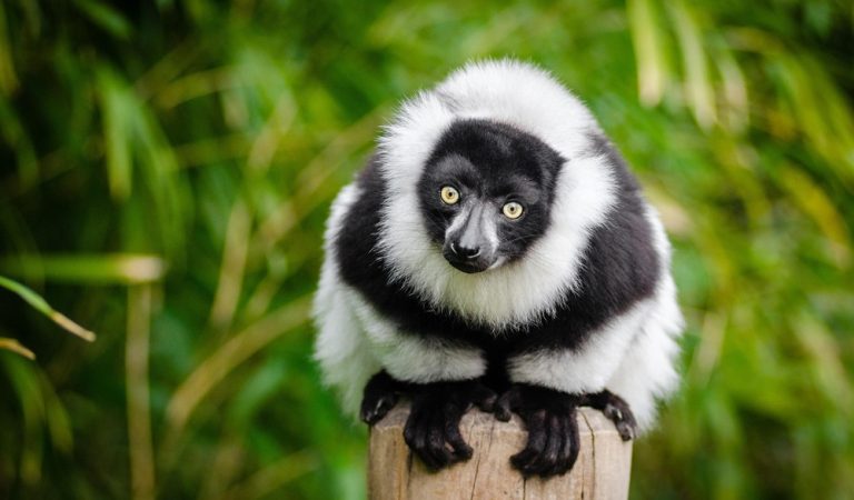 Lémurien vari noir et blanc observé dans la nature lors d’un itinéraire Madagascar