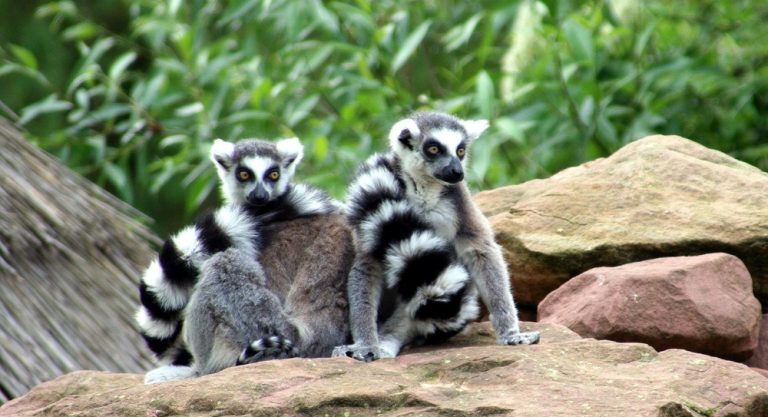 Couple de makis catta observé dans la nature lors d’un itinéraire Madagascar