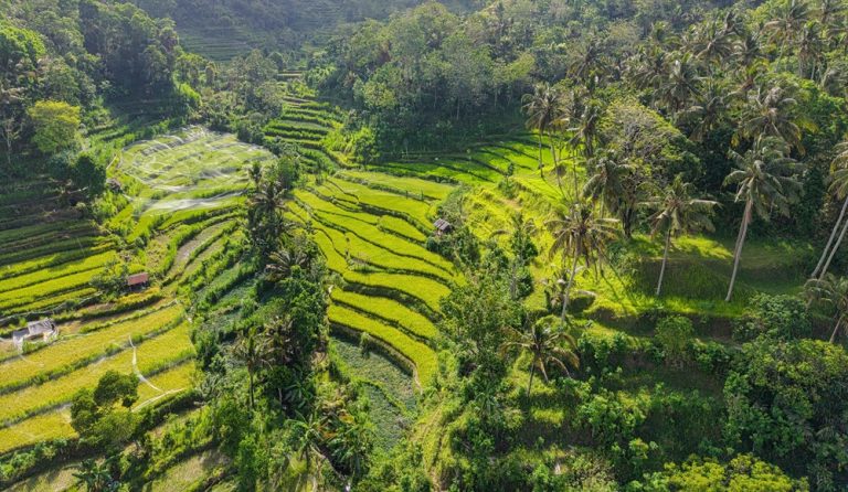 Where to stay in Bali with scenic rice terraces and tropical jungle landscapes in rural Bali
