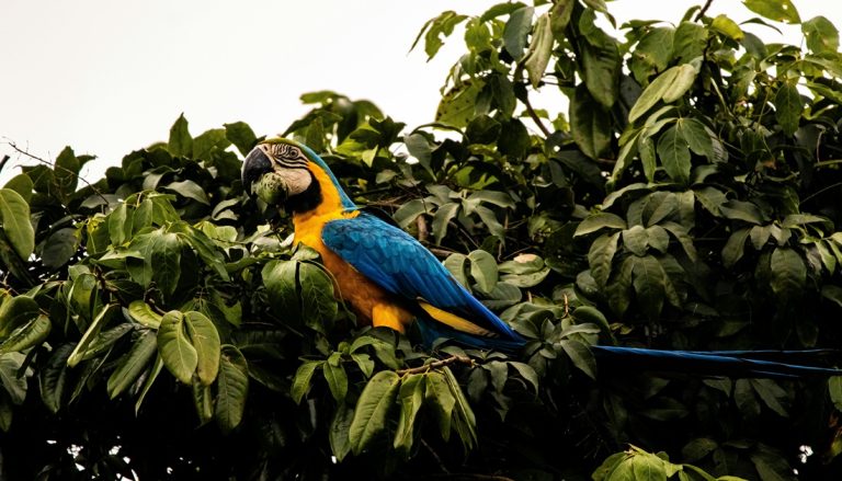 Blue and yellow macaw in the jungle for an Amazon Rainforest Brazil Guide wildlife experience