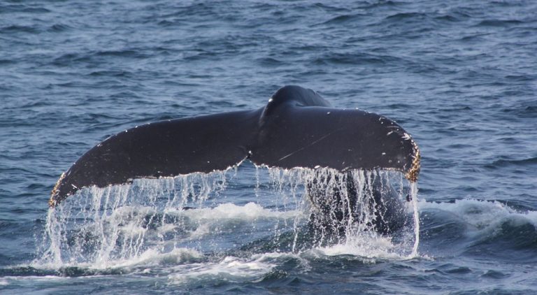 Quand partir à Madagascar pour observer les baleines à bosse à Sainte-Marie