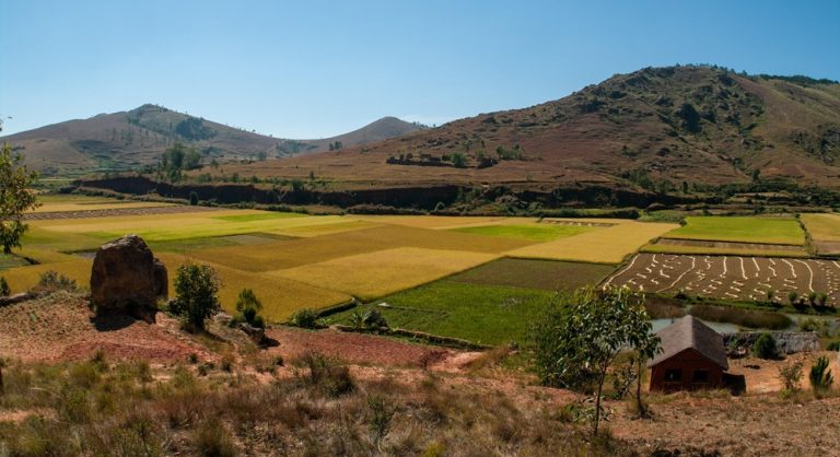 Rizières et collines des Hautes Terres observées lors d’un itinéraire Madagascar